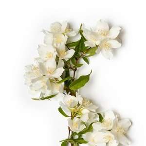  Eternal Jasmine soap fragrance oil pure uncut Beauty