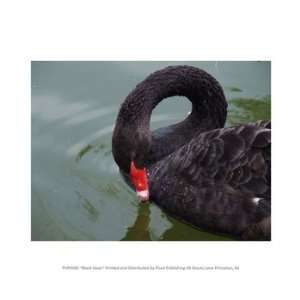  Black Swan 10.00 x 8.00 Poster Print