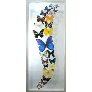  Mounted Butterfly Art with Real Framed Butterflies, Blue 