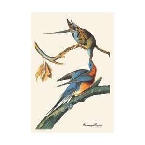  Passenger Pigeon 28x42 Giclee on Canvas