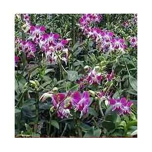 Dendrobium Orchid Hybrids, Economy Special Collection  