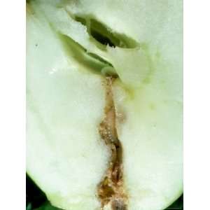  Codling Moth, Larva Burrowing in Apple, Notts Photographic 