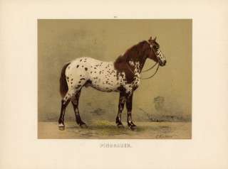 ANTIQUE PRINT   PINSGAUER HORSE HAND COLORED LITHO 1880  
