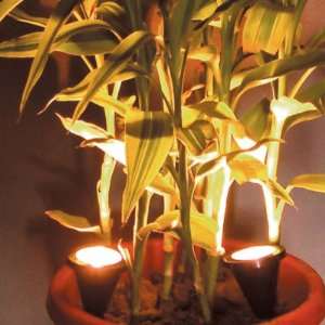  Twin Plant Illuminator