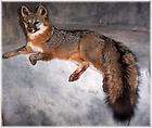 ALASKAN RED FOX TAXIDERMY MOUNT WILDLIFE ART items in Rices Wildlife 