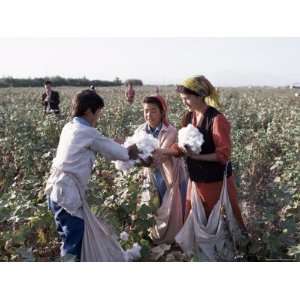 Cotton Picking, Ferghana Valley, Uzbekistan, Central Asia Photographic 