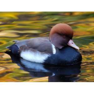 Red Crested Pochard Duck, Netta Rufina, in Pond with Autumn Colors 