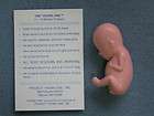 Pro Life Baby 11 12 weeks old Plastic Abortion Against Womb Unborn 