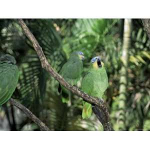  Parrots as House Pets at Local Restaurant, Caripe 