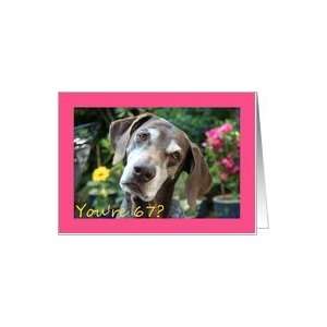  67th Birthday card, German Shorthaired Pointer Card Toys 