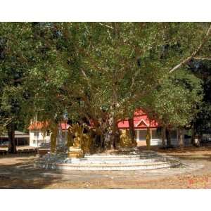  Wat Saen Samran Bodhi Tree