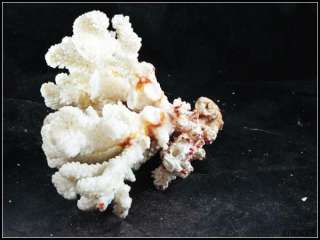 6LB / 6 White Coral Septastraea Deep Sea Fossil  