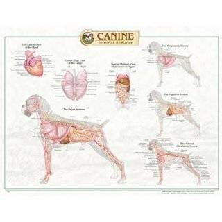  Canine Internal Organ Anatomy Chart Explore similar items