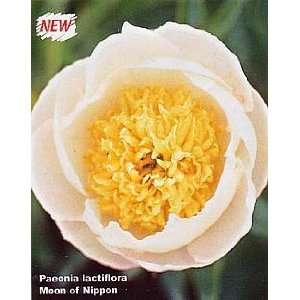   of Nippon Peony Plant   NEW   Paeonia   Potted Patio, Lawn & Garden