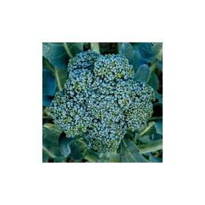  Broccoli De Cicco (50 Seeds) Patio, Lawn & Garden