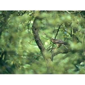  A Sparrowhawk Perches in a Tree, Accipiter Nisus Stretched 