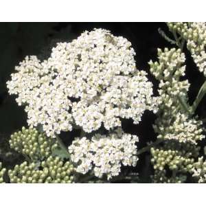  1000 WHITE YARROW Achillea Millefolium Flower Seeds Patio 
