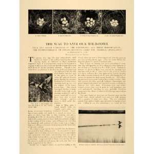  1906 Article Wildlife Species Preservation Wild Fowl Duck 