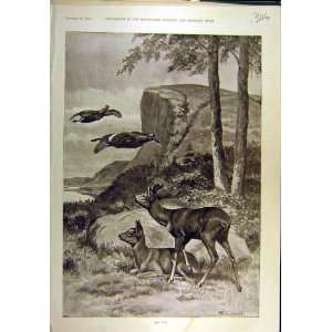    1895 Roe Deer Caldwell Ducks Wild Animal Game Print