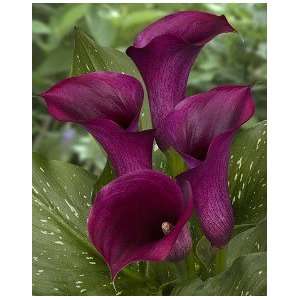  Dutch Calla Captain Prado 16 18 cm. 200 pack Patio, Lawn 