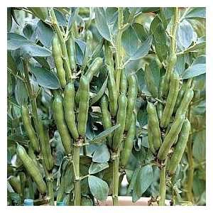   & Morgan Stereo Broad Bean Vegetable Seeds Patio, Lawn & Garden