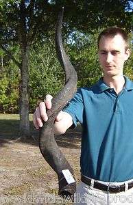 35 inch Natural South African Kudu horn to make shofar real horn 