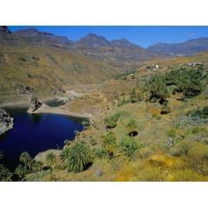  Palm Trees at Embalse De Fataga (Artificial Lake), Fataga 