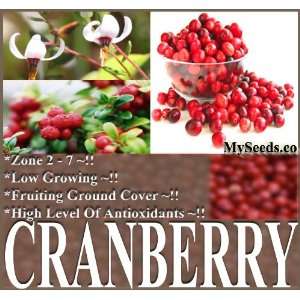  1,000+ American Cranberry, Vaccinium macrocarpon, Seeds 