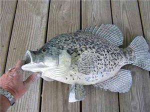 NEW GIANT Slab Hybrid Crappie Fish MOUNT 19 in 4lb 5oz  