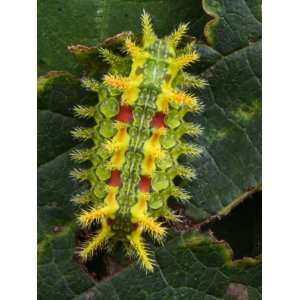  Spiny Oak Slug Caterpillars Bright Colors Advertise 