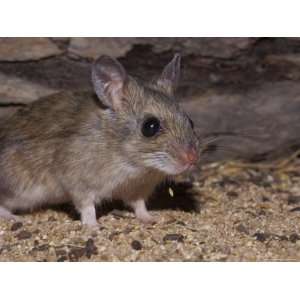  Spinifex Hopping Mouse Dropping Seed from its Mouth Whilst 