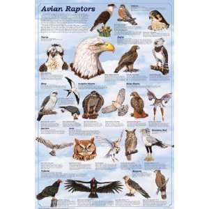  Feenixx   Avian Raptors Poster   Laminated