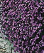 Perennial RAINBOW ROCK CRESS 50+ Seeds   Tiny Lavender,Lilac Blooms 
