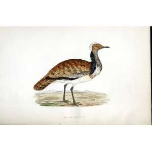  Ruffed Bustard Bree H/C 1875 Old Prints Birds Europe
