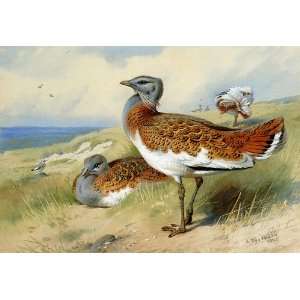  oil paintings   Archibald Thorburn   24 x 16 inches   Great Bustards