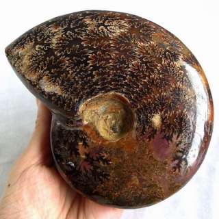 90mm Beautiful Design Ammonite Fossil ammd9ixa136  