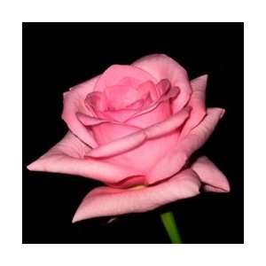  Blushing Akito Light Pink Rose 20 Long   100 Stems Arts 