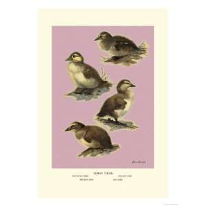 Four Downy Young Ducks Giclee Poster Print by Allan Brooks, 9x12 