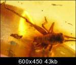 Fossil CRICKET in Genuine BALTIC AMBER  30%  