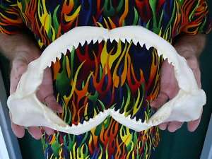   GALAPAGOS SHARK jaw sharks jaws teeth taxidermy strange SJ110 20