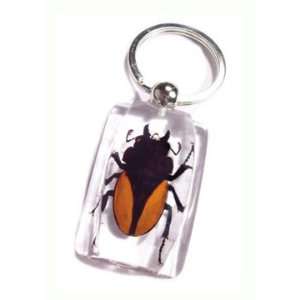 Real Insect Key Chain Golden Winged Stag Beetle Clear
