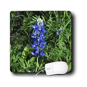   Popp Nature N Wildlife flowers   Bluebonnet   Mouse Pads Electronics