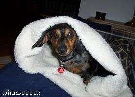 Your Doxies in Our Snuggle Bags items in Whats Up Dox Dachshund 