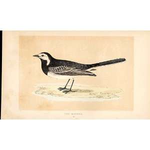  Pied Wagtail British Birds 1St Ed Morris 1851