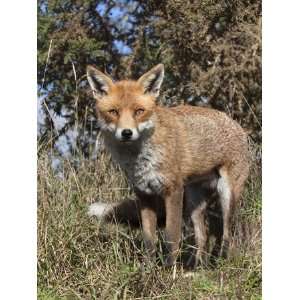  Red Fox (Vulpes Vulpes) in Captivity, Uk Photographic 