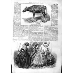 1859 GAOUR CALF ANIMAL LADIES WOMENS FASHION DRESSES