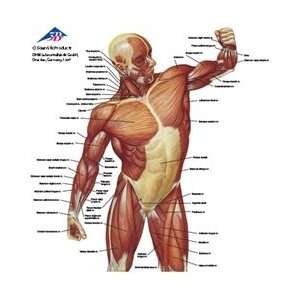Anatomical T Shirt Musculature  Industrial & Scientific