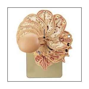  Anatomical Sectioned Model of the Head Industrial 