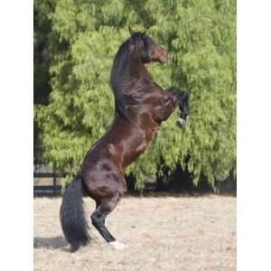  Bay Azteca (Half Andalusian Half Quarter Horse) Stallion 