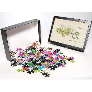   Jigsaw Puzzle of Solidago Virga Aurea from Mary Evans Toys & Games